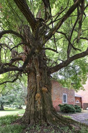 Champion osage orange