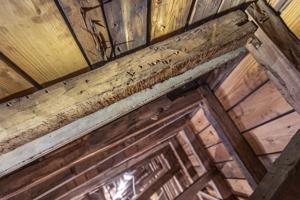 Triangular scars on rafter for straightening saw teath during sh
