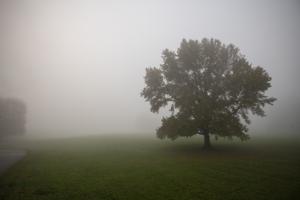 Front yard