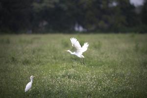 Egret in field across from house