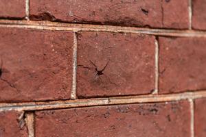Blister on oil-stock brick; 1820-22