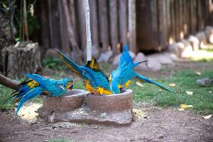 Ble and Yellow Maccaw