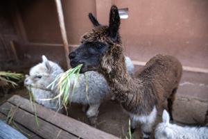 Llamas in the market