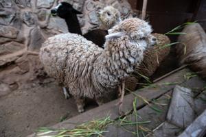 Alpaca in the market
