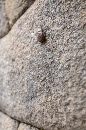 Snail on Inca ruins