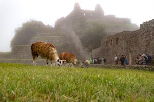 Lamas grazing amongst Inca ruins
