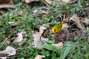 Yellow warbler