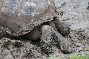 Giant tortoise