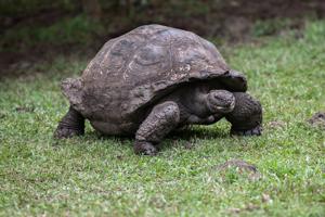 Giant tortoise