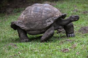 Giant tortoise