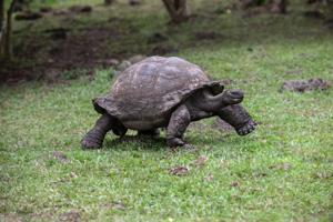 Giant tortoise