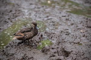 Blue winged teal