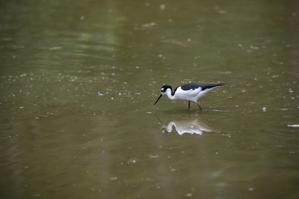 Black-winged stilt