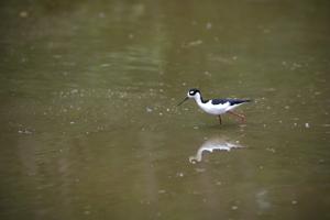 Black-winged stilt