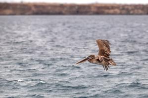 Brown pelican