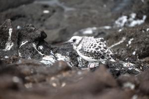 Swallow-tailed gull fledgling