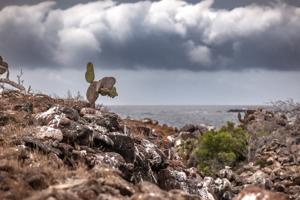 Giant prickly pear