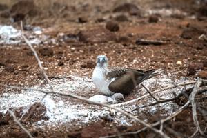 Blue-footed boobie