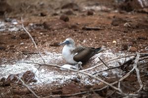 Blue-footed boobie