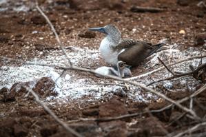 Blue-footed boobie
