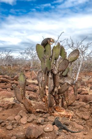 Galapagos land iguana feeding on a giant prickly pear