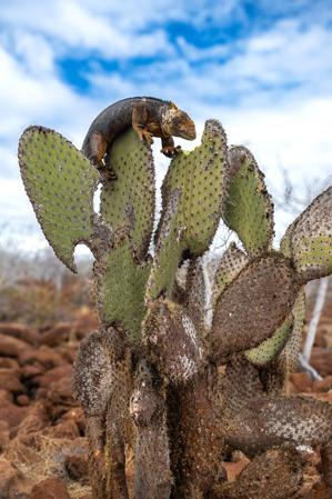 Galapagos land iguana feeding on a giant prickly pear