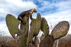 Galapagos land iguana feeding on a giant prickly pear