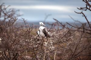 Fledgling frigate