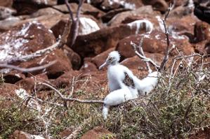 Fledgling blue--footed booby