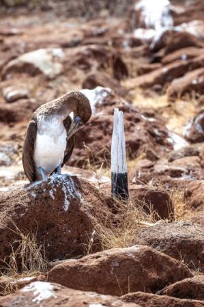 Blue-footed booby