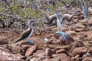 Blue-footed boobies