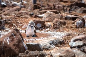 Blue-footed booby