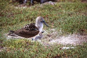 Blue-footed booby