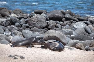 Galapagos sea lions