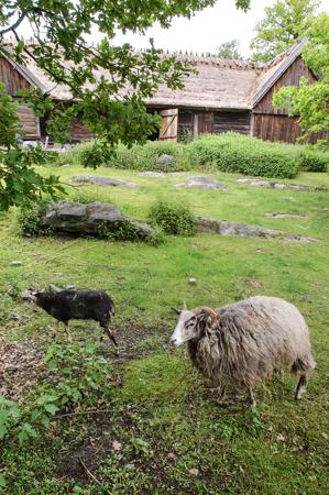 Sheep in farmyard