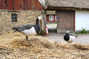 Geese in farmyard