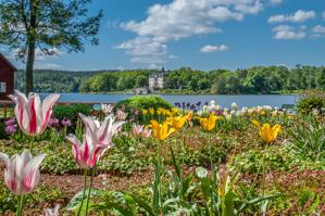 Tulip garden